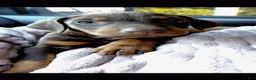 Doberman Pinscher dogs for sale: Doberman Pinscher Puppy 1 - Ad 3