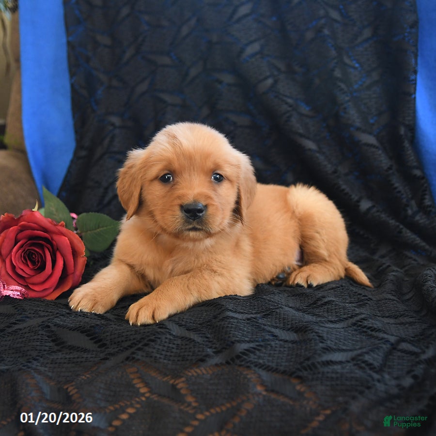 Golden Retriever dogs Jenny - Ad 8