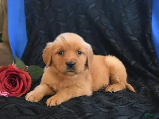 Golden Retriever dogs Jenny - Ad 16