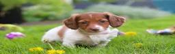 Miniature Dachshund dogs for sale: Poppy - Ad 4