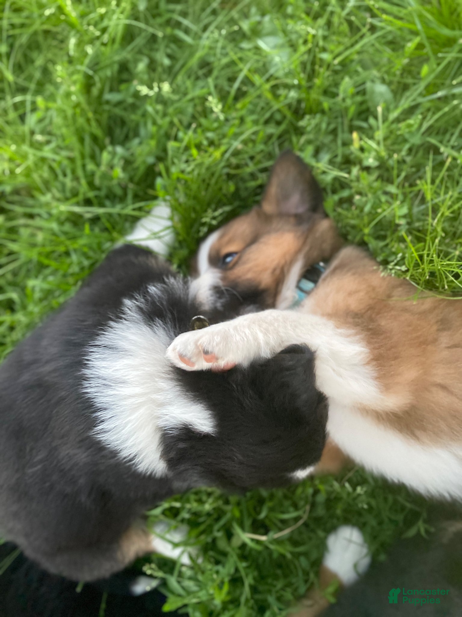 Mixed Breed dogs for sale: ♥️BABY BEAR♥️ - Ad 28