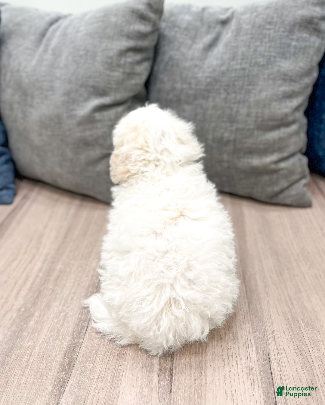 Bichpoo dogs for sale: Milo - Ad 5