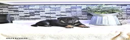 German Shepherd dogs for sale: Demi - Ad 3