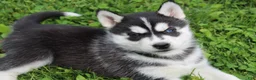 Siberian Husky dogs for sale: Bandit - Ad 8