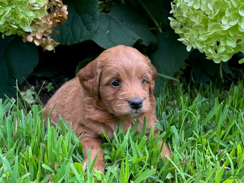 Mini Goldendoodle dogs Penny - Ad 2