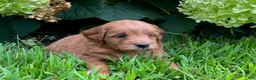 Mini Goldendoodle dogs for sale: Penny - Ad 2