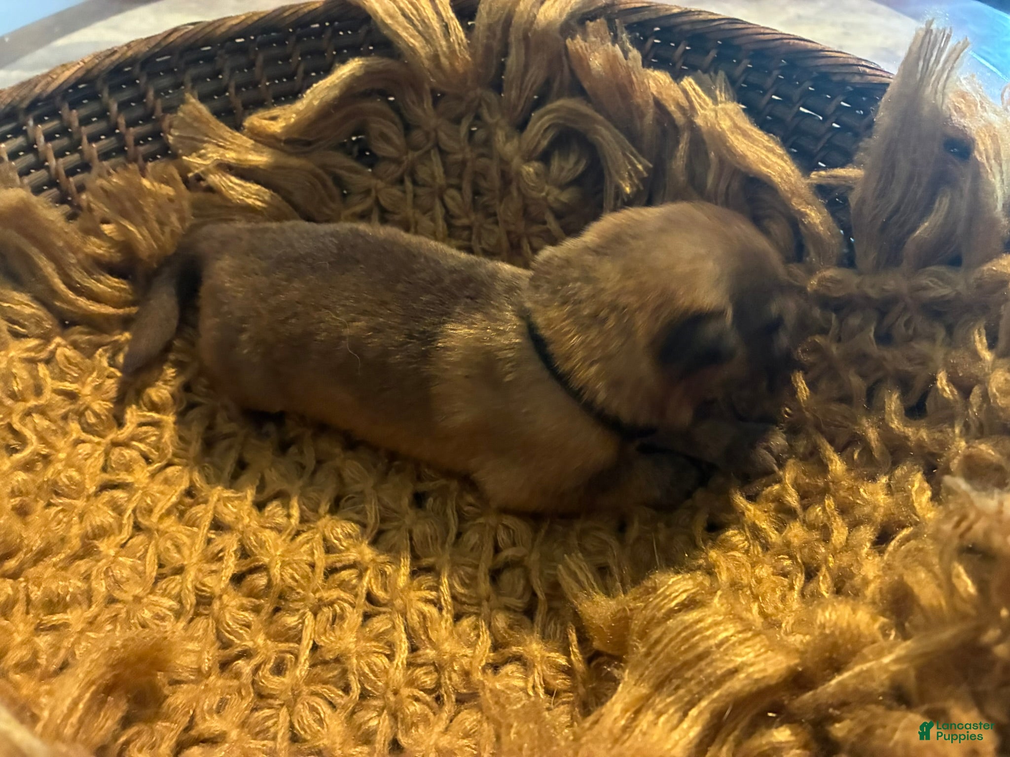 German Shepherd dogs Chestnut - Ad 1