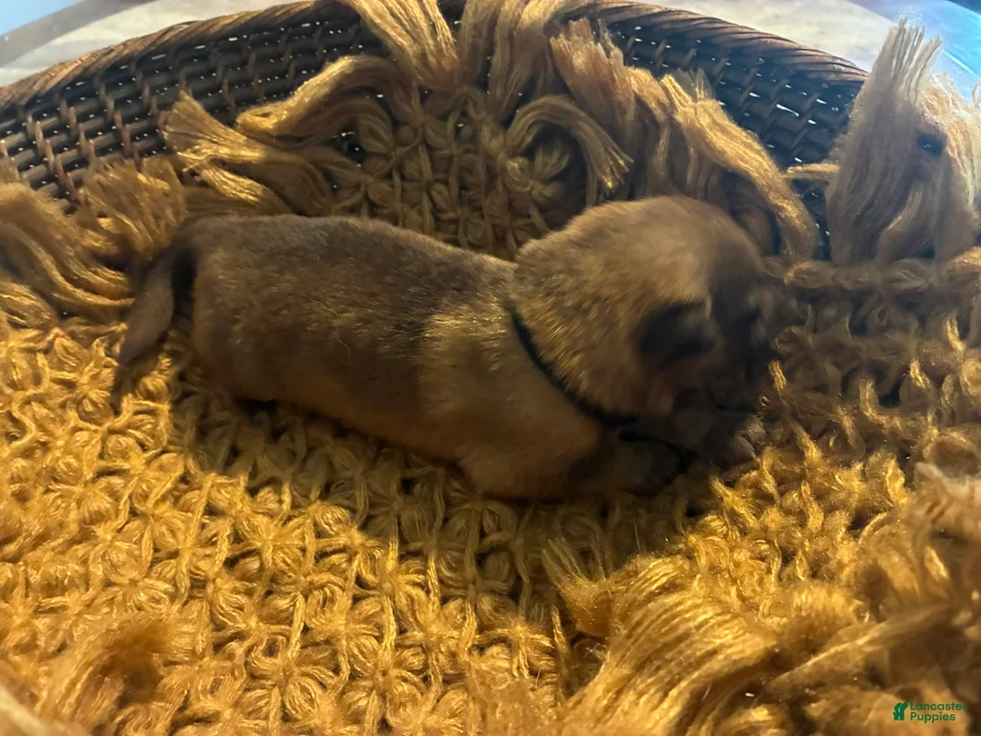 German Shepherd dogs for sale: Chestnut - Ad 1