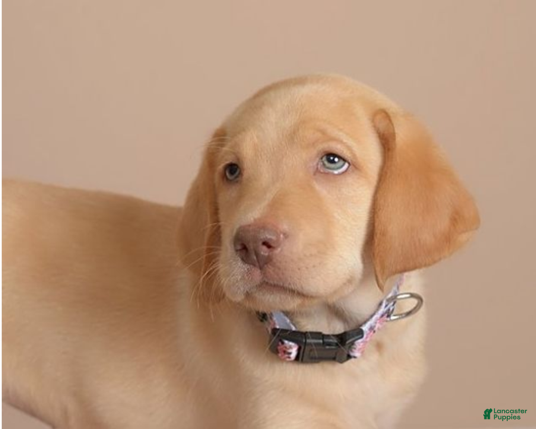 Labrador Retriever dogs for sale: Labrador Retriever Puppy 5 - Ad 8