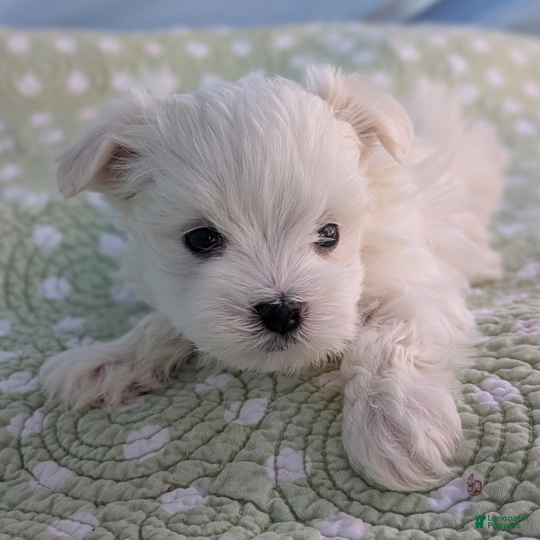 Maltese dogs for sale: Luna - Ad 4