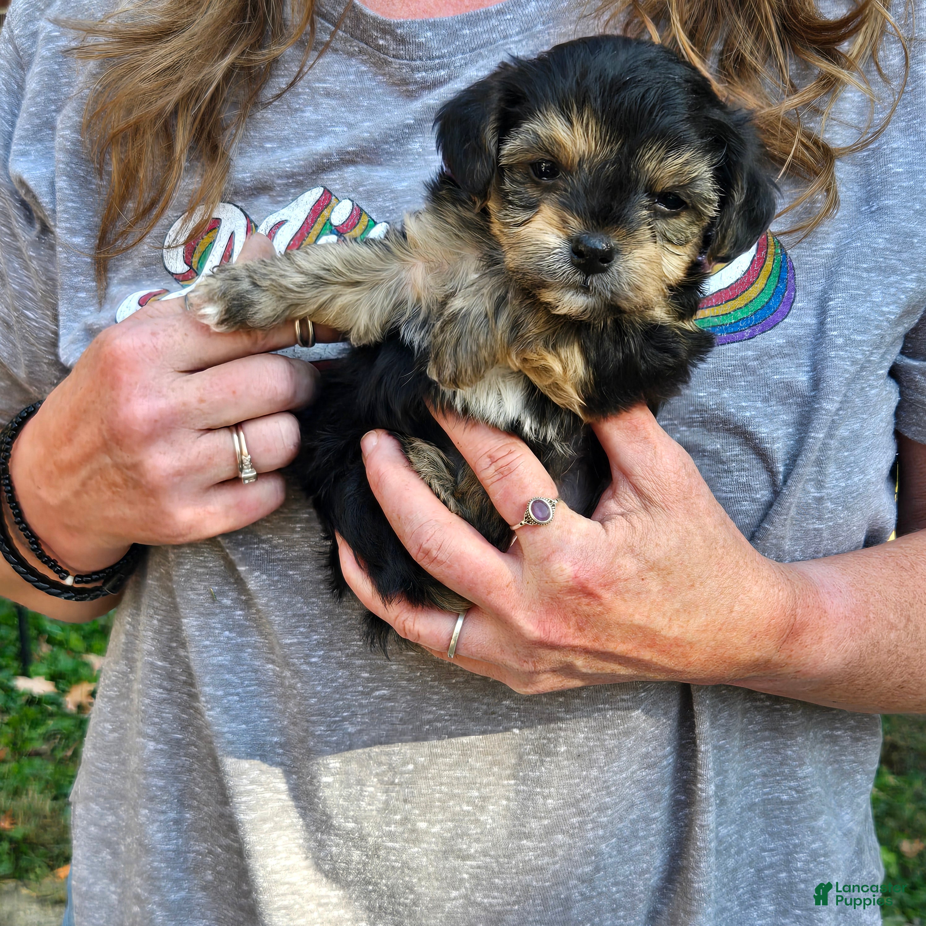Morkie dogs for sale: Uno - Ad 1