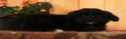 Yorkiepoo dogs for sale: Magic - Ad 8