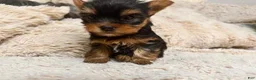 Yorkshire Terrier dogs for sale: Eli - Ad 11