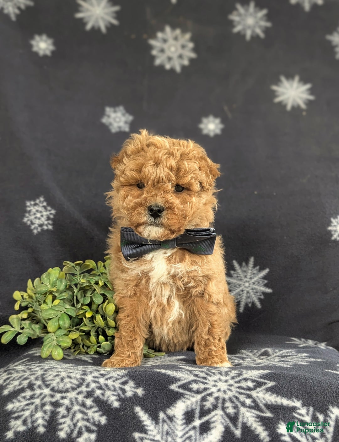 Bichpoo dogs for sale: Chance - Ad 3