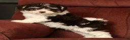 Havapoo dogs for sale: Brooklyn - Ad 8