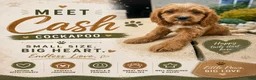 Cockapoo dogs for sale: Cash - Ad 1