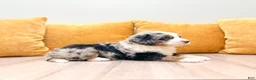 Mini Bernedoodle dogs for sale: Hazel - Ad 3