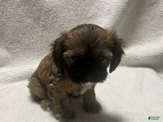 Shih Tzu dogs Shih Tzu Puppy 3 - Ad 16