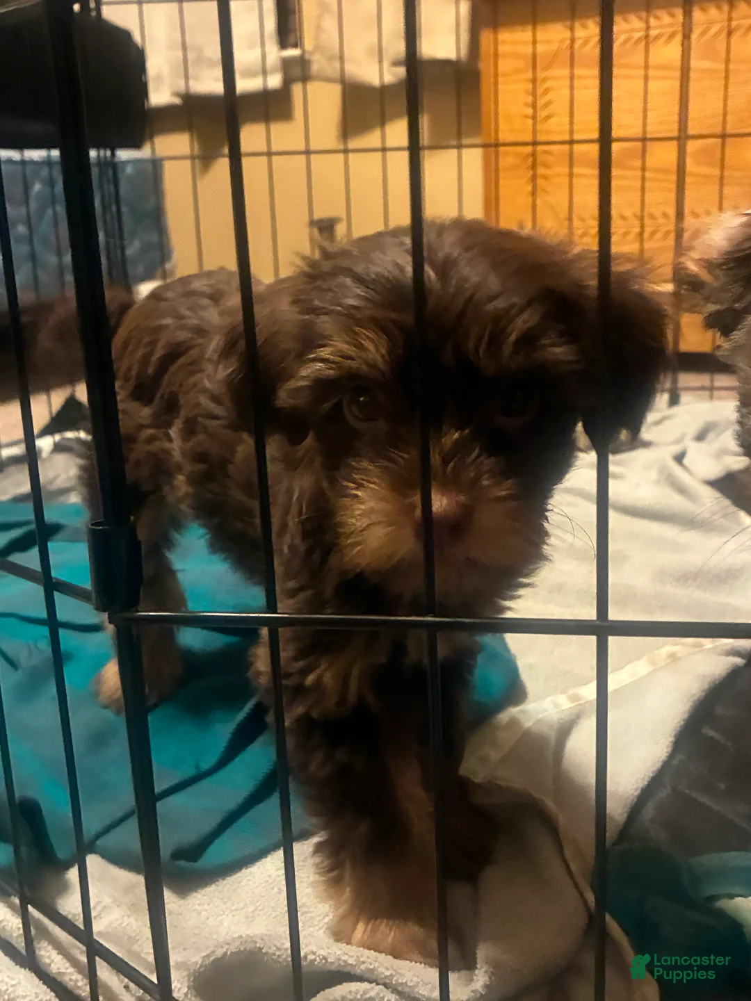 Yorkiepoo dogs for sale: Yorkiepoo Puppy 3 - Ad 1