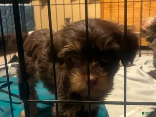 Yorkiepoo dogs Yorkiepoo Puppy 3 - Ad 4