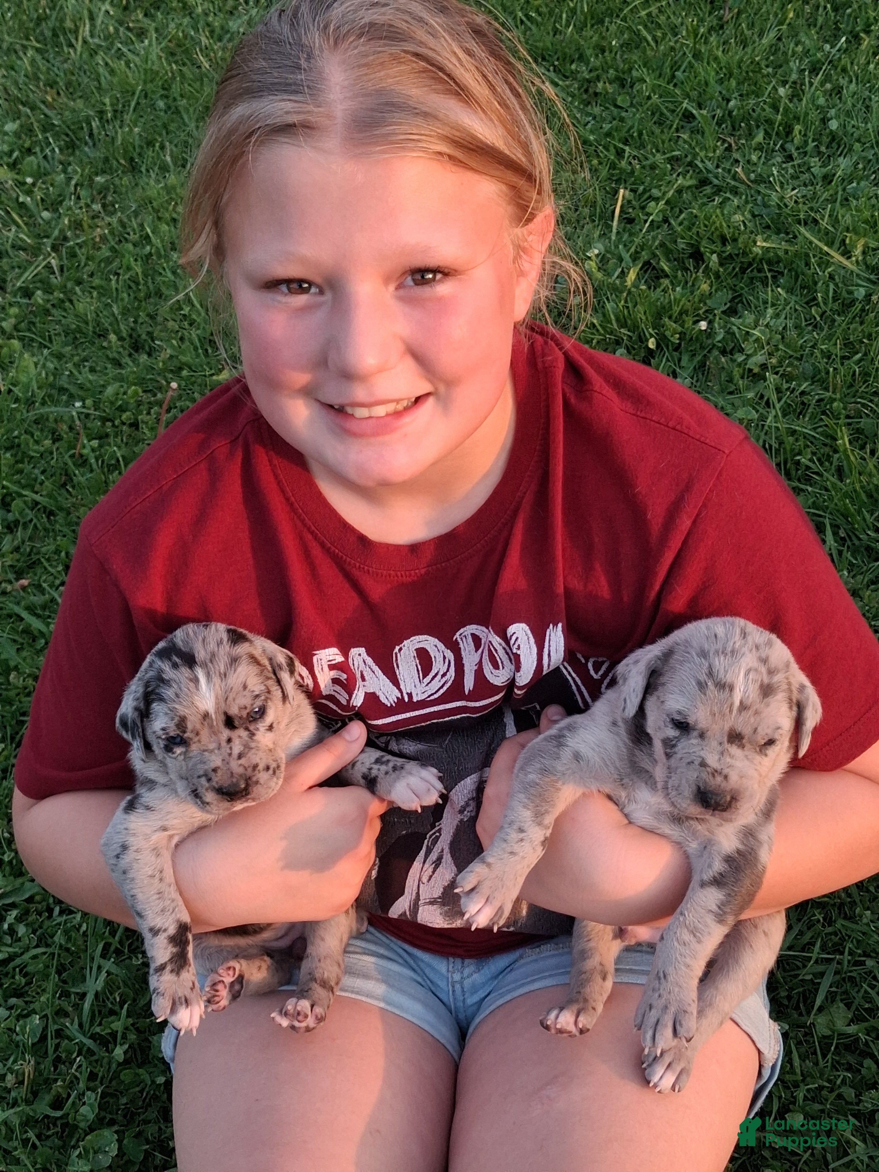 Daniff dogs RIVER-Daniff Puppy 5 - Ad 5