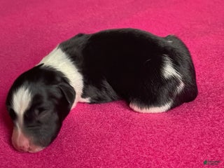 Mixed Breed dogs J - Female - Ad 16