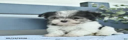 Havanese dogs for sale: Dahlia  - Ad 4