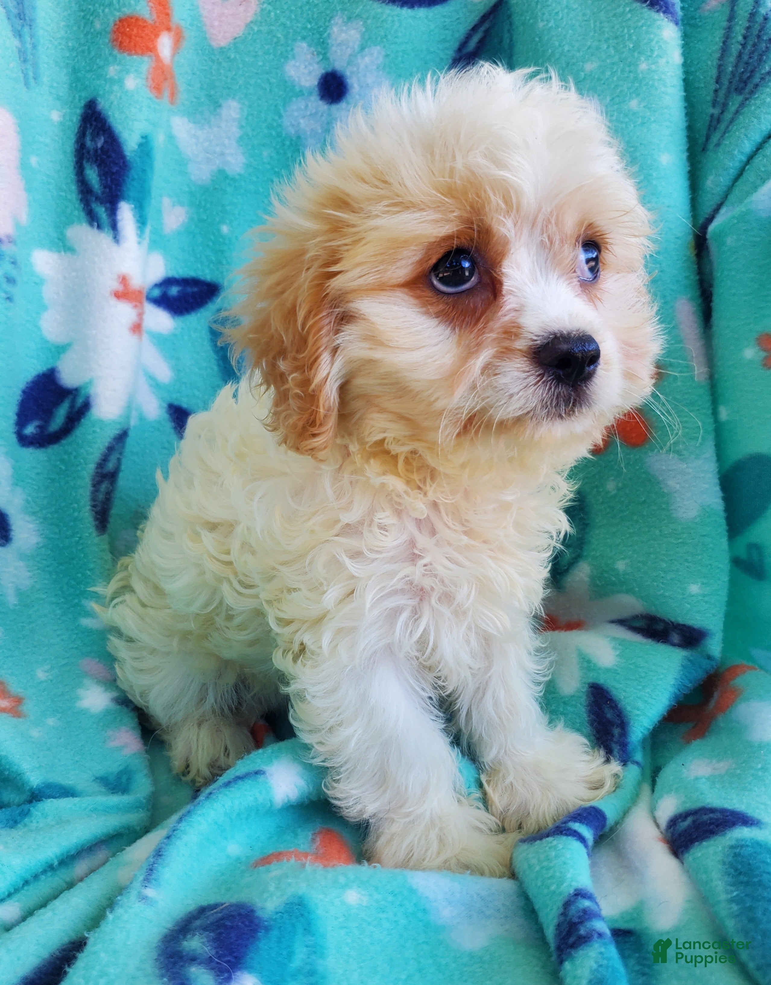 Cavachon dogs Axel - Ad 2