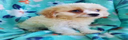 Cavachon dogs for sale: Axel - Ad 2
