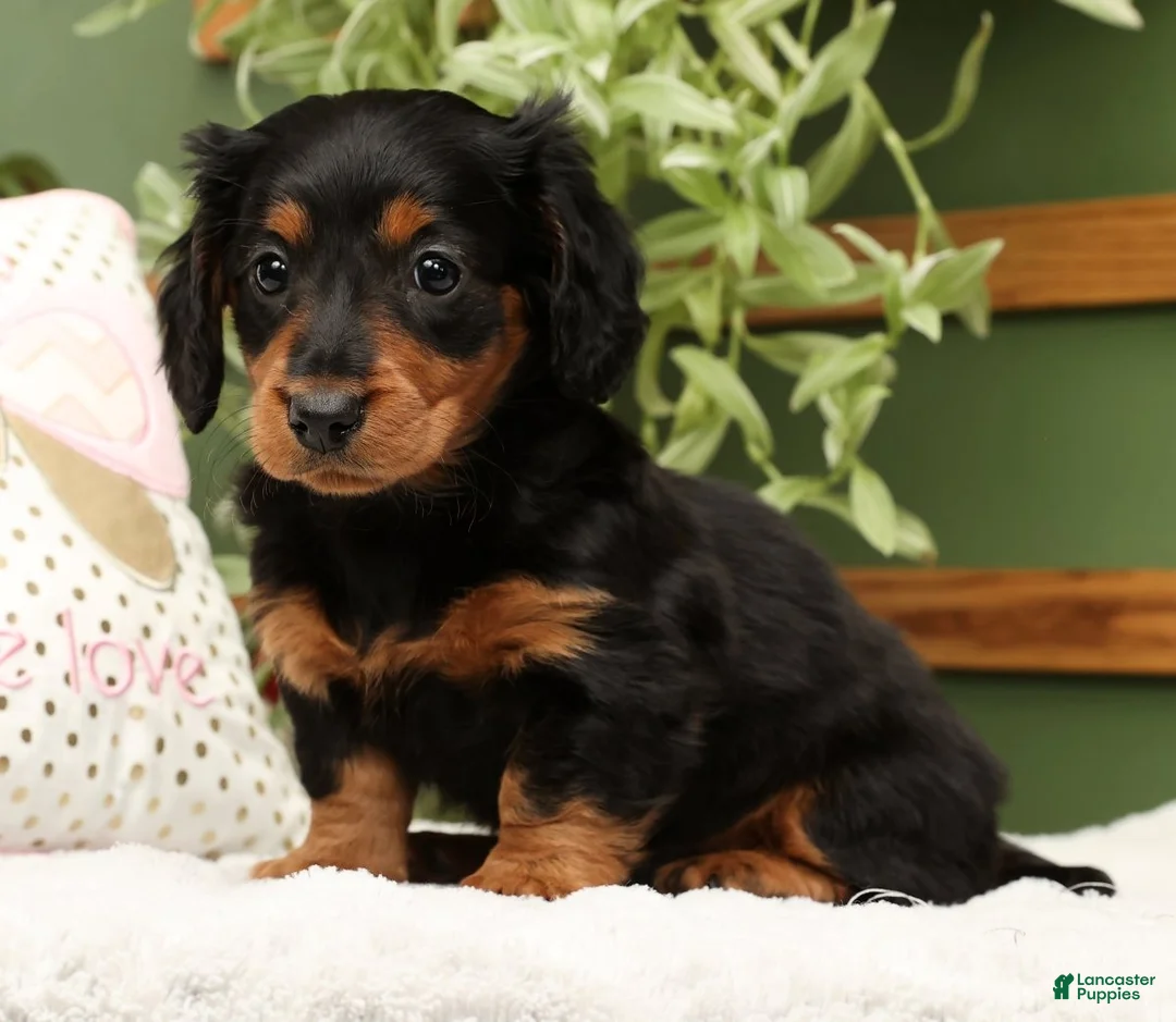 Miniature Dachshund dogs for sale: Millie - Ad 5