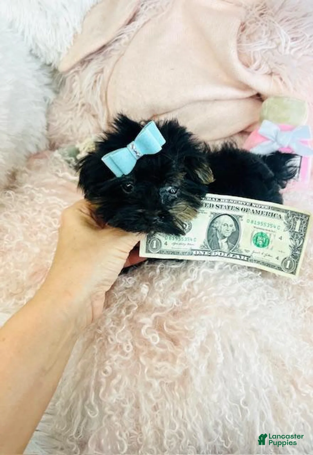 Yorkshire Terrier dogs for sale: Yorkshire Terrier Puppy 1 - Ad 1