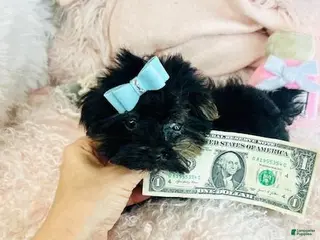 Yorkshire Terrier dogs Yorkshire Terrier Puppy 1 - Ad 17