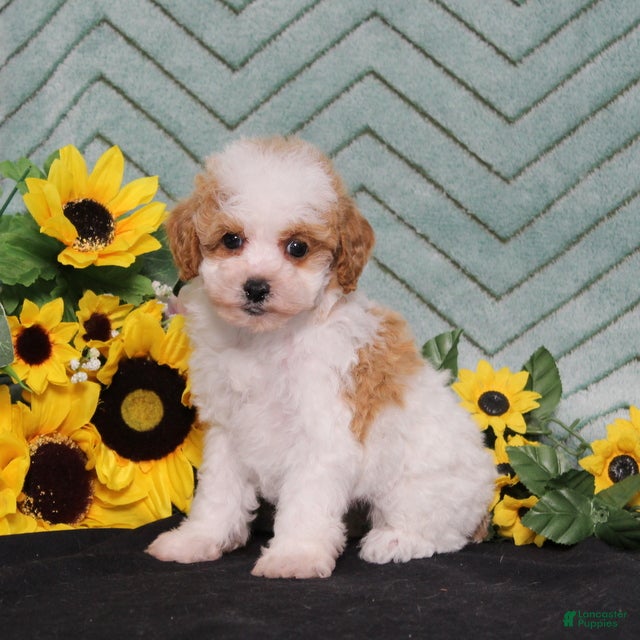 Miniature Poodle dogs Yoyo - Ad 2