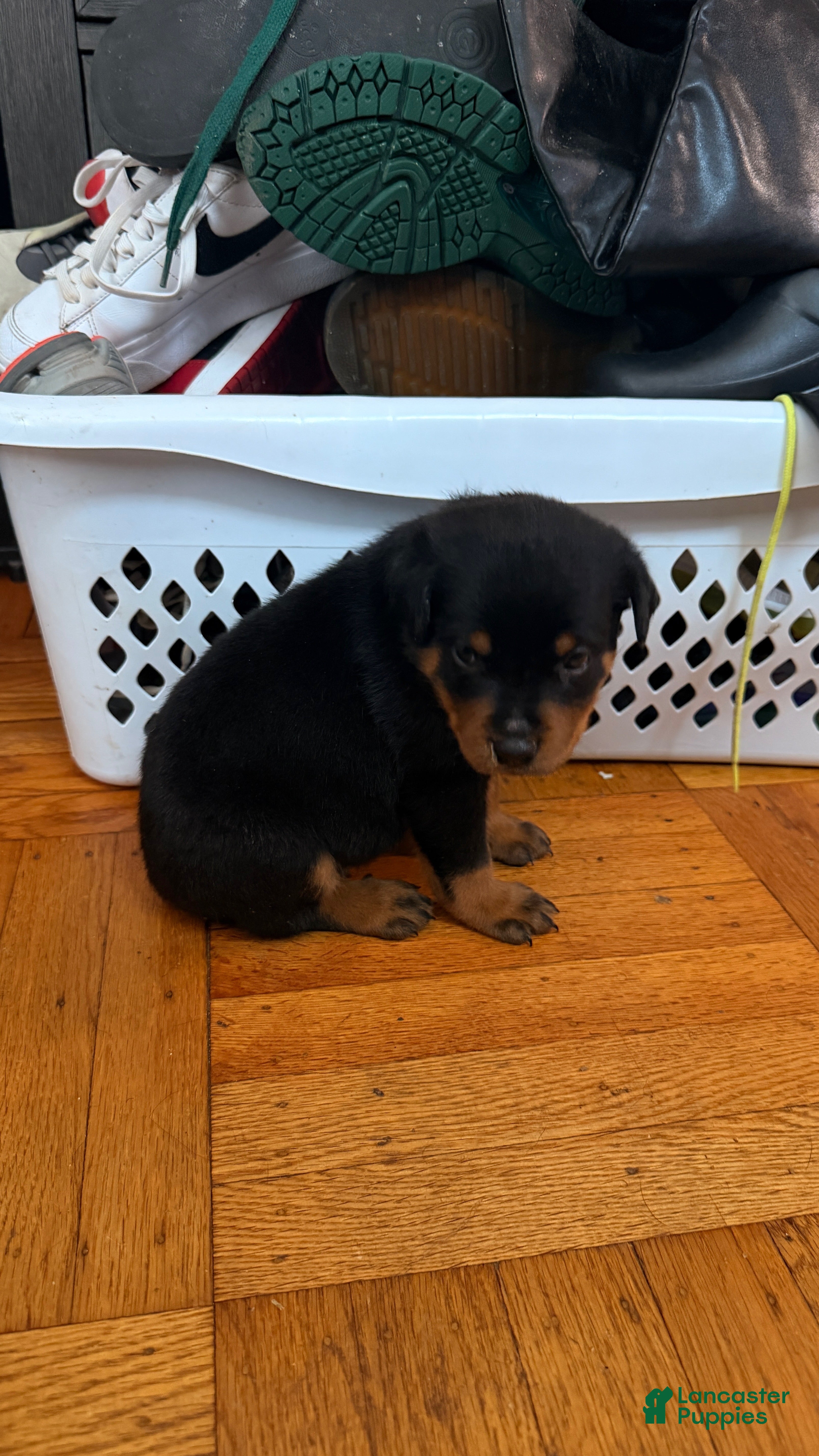 Rottweiler dogs Brownie - Ad 7