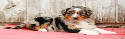 Australian Shepherd dogs for sale: Jay - Ad 2