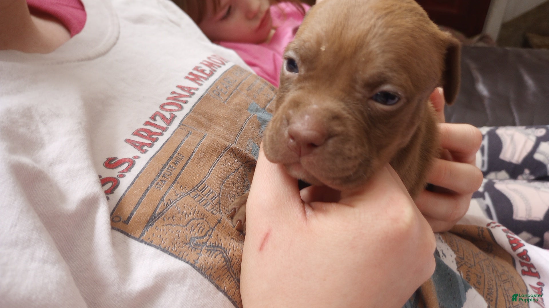 American Bully dogs Emma Bruntil - Ad 35