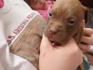 American Bully dogs Emma Bruntil - Ad 35