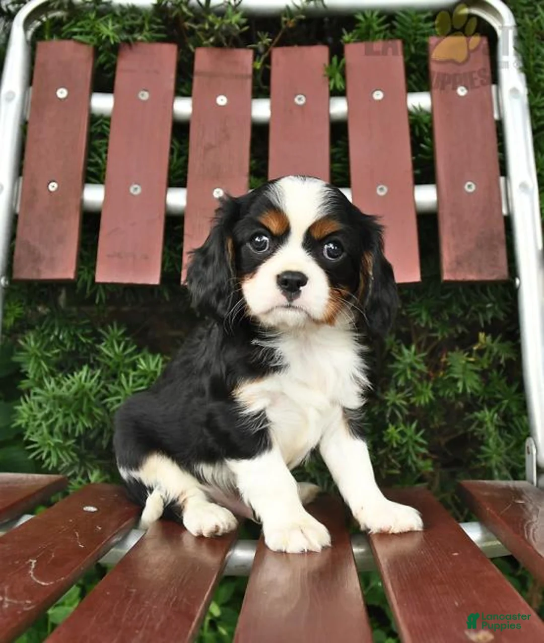 Gallery Image {{count}}