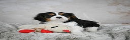 Cavalier King Charles Spaniel dogs for sale: Lynn - Ad 3