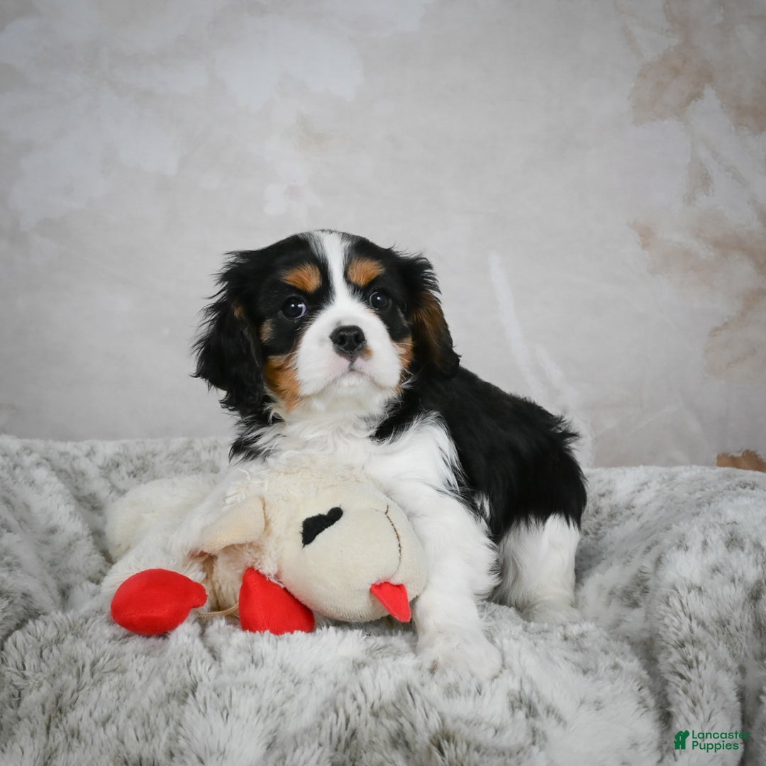 Cavalier King Charles Spaniel dogs for sale: Lynn - Ad 3