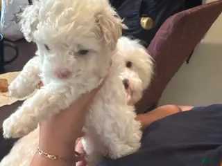 Bichon Frise dogs for sale: Bichon Frise Puppy 1 - Ad 2