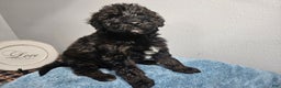 Goldendoodle dogs for sale: Kip - Ad 3