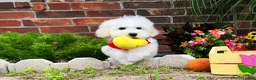 Maltipoo dogs for sale: Mozart - Ad 5