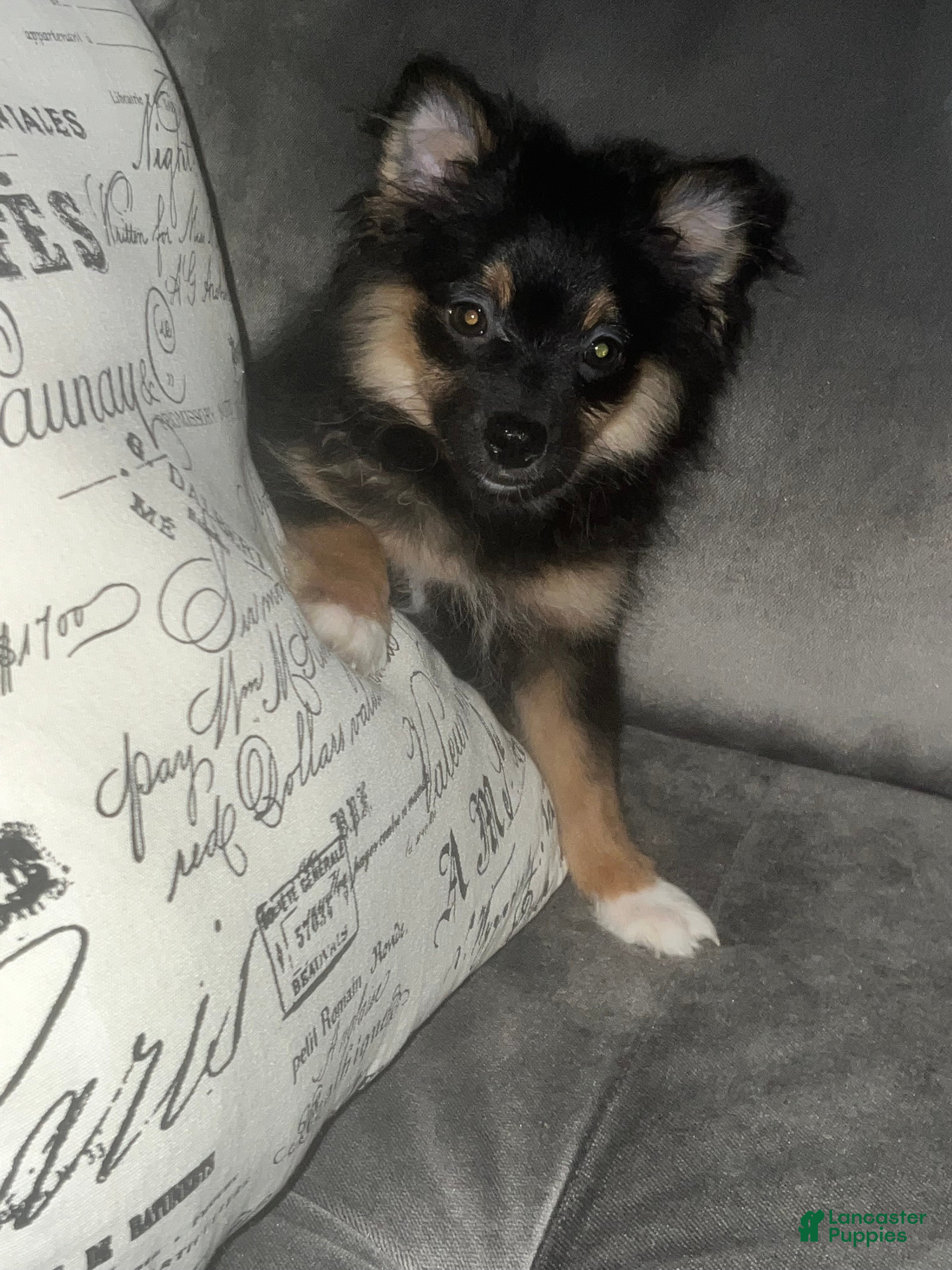 Pomeranian dogs Boots - Ad 35