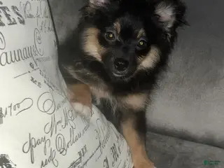 Pomeranian dogs Boots - Ad 35