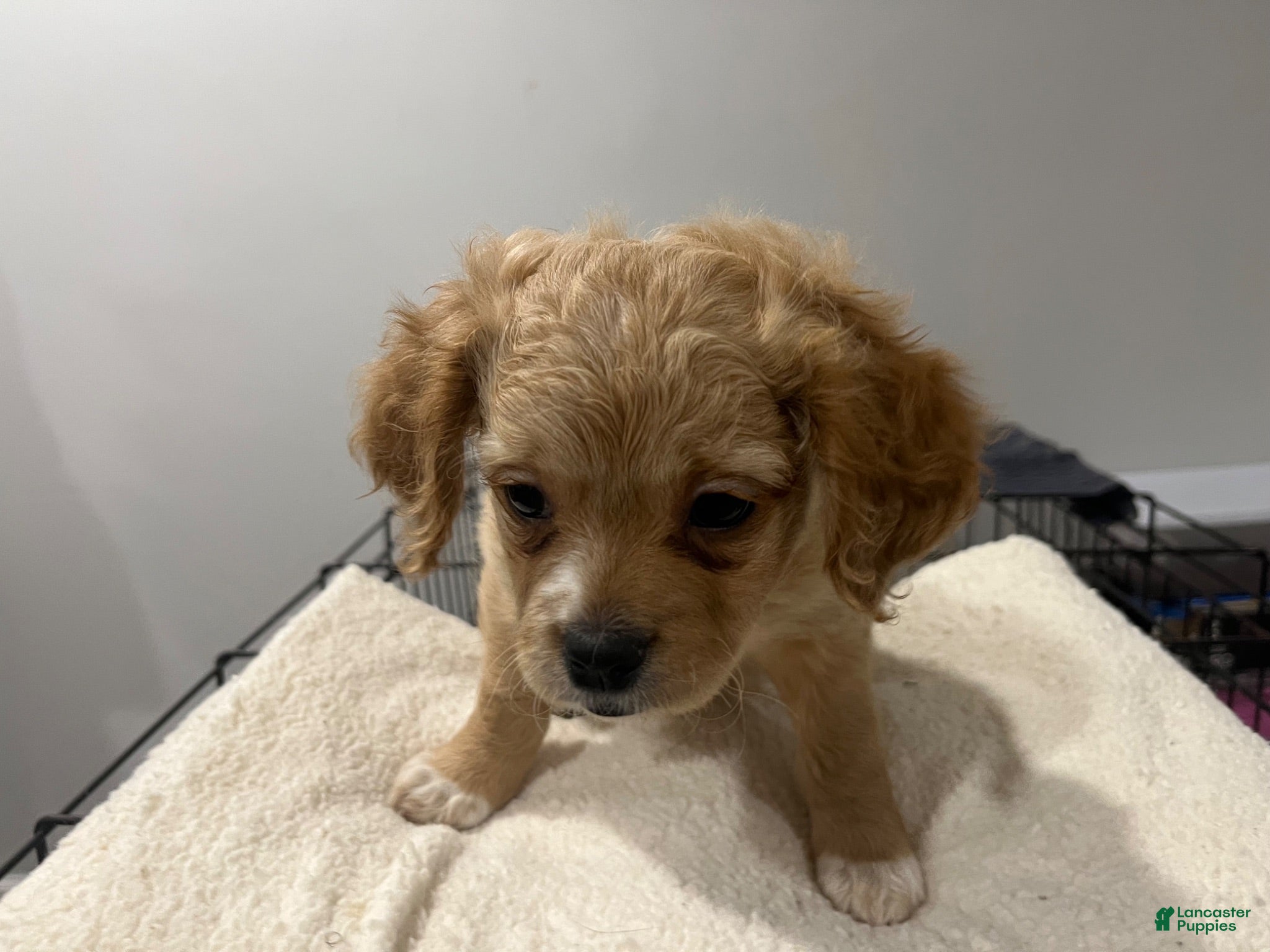 Maltipoo dogs for sale: Nova - Ad 1