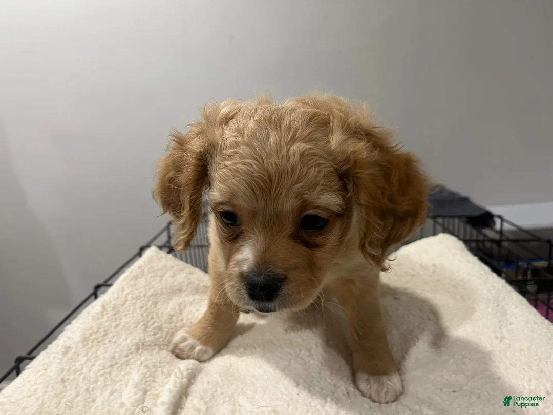 Maltipoo dogs for sale: Nova - Ad 1