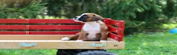 Boxer dogs for sale: Betty - Ad 3
