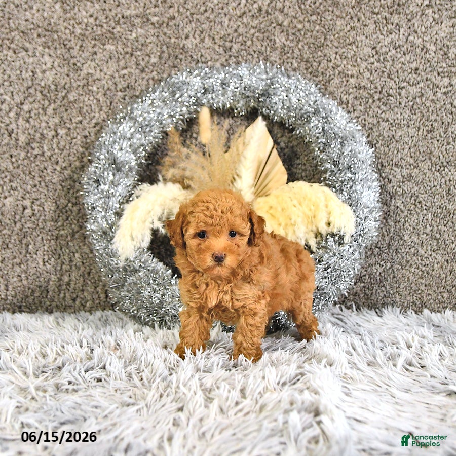 Toy Poodle dogs Mia  - Ad 2