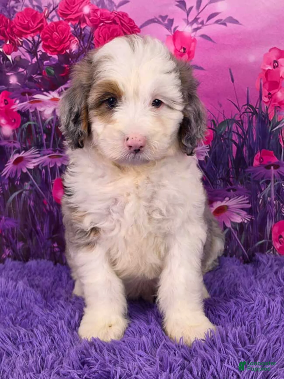 Smokey Mini Sheepadoodle for sale in Sugarcreek | Lancaster Puppies